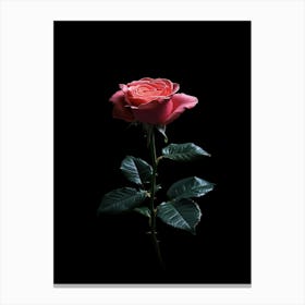 Single Rose On Black Background 26 Canvas Print