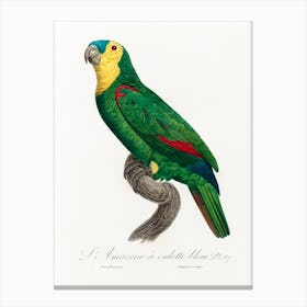 Blue Fronted Amazon Parrot, From Natural History Of Parrots, Francois Levaillant Canvas Print