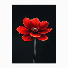 Red Anemone Flower 2 Canvas Print