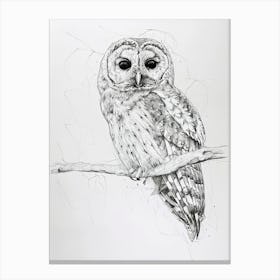 Boreal Owl Marker Drawing 1 Canvas Print