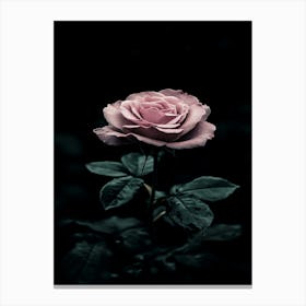 Dark Rose 125 Canvas Print