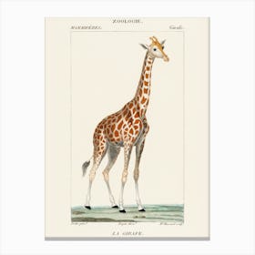 Giraffe 2 Canvas Print