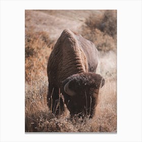 Rustic Bison Canvas Print