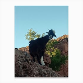 Goat On A Rock Canvas Print