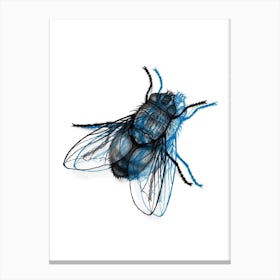 Fly Blu Canvas Print