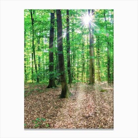 Sun Rays In The Forest Canvas Print