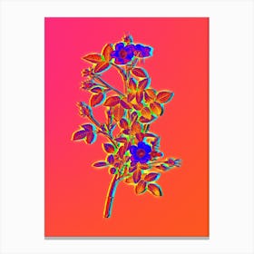 Neon Pink Pompon Rose Botanical in Hot Pink and Electric Blue n.0120 Canvas Print