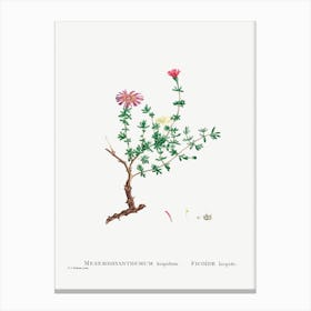 Mesembryanthemum Hispidum, Pierre Joseph Redoute Canvas Print