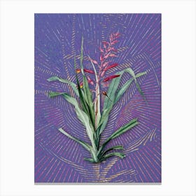 Vintage Pitcairnia Bromeliaefolia Botanical Illustration on Veri Peri n.0372 Canvas Print