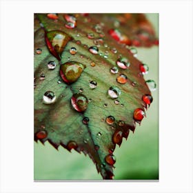 Raindrops On A Leaf 1 Canvas Print