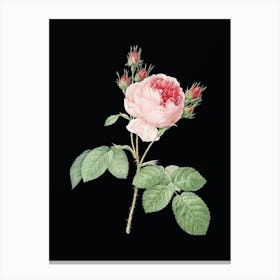 Vintage Pink Cabbage Rose Botanical Illustration on Solid Black n.0289 Canvas Print