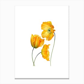 Yellow Poppies 2 Canvas Print