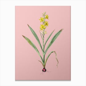 Vintage Wachendorfia Thyrsiflora Botanical on Soft Pink n.0900 Canvas Print