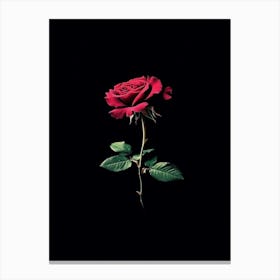 Red Rose On Black Background 73 Lienzo