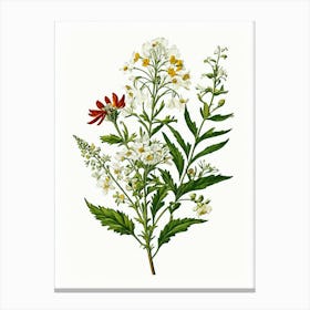 Vintage Botanical Galleria Style Wildflower Painting 2 Canvas Print