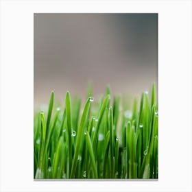 Green Grass With Water Droplets Canvas Print