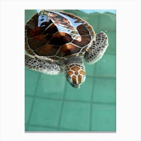 Turtle Swimming In Water Canvas Print