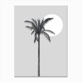 Palm Tree 4 Canvas Print