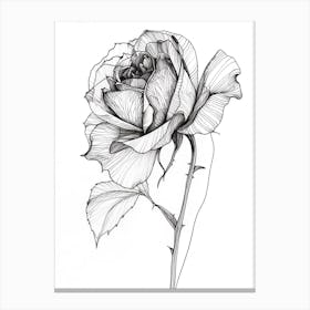 English Rose Black And White Line Drawing 5 Canvas Print