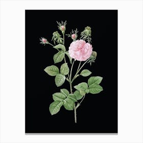 Vintage Pink Agatha Rose Botanical Illustration on Solid Black n.0651 Canvas Print