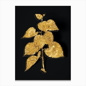 Vintage Quaking Aspen Botanical in Gold on Black n.0354 Canvas Print