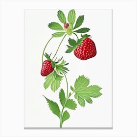 Wild Strawberries, Plant, Marker Art Illustration Canvas Print