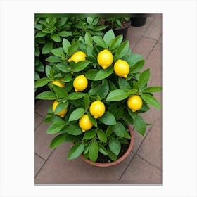 Lemon Tree 1 Canvas Print