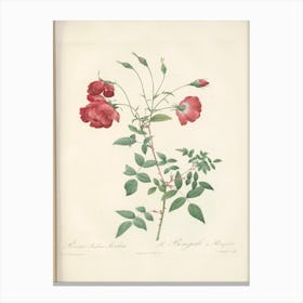 Rose Illustration, Pierre Joseph Redoute (10) Canvas Print