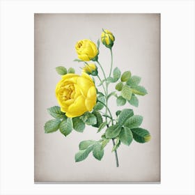 Vintage Yellow Rose Botanical on Parchment n.0694 Canvas Print