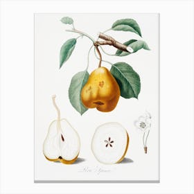 Pear (Pero Spino) From Pomona Italiana (1817 1839) , Giorgio Gallesio Canvas Print