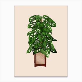 Monstera Adansonii Plant Canvas Print
