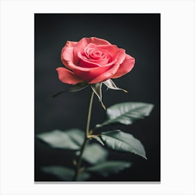 Rose On Black Background 6 Canvas Print