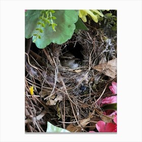 Bird'S Nest Canvas Print