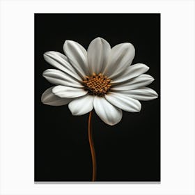 White Daisy 5 Canvas Print