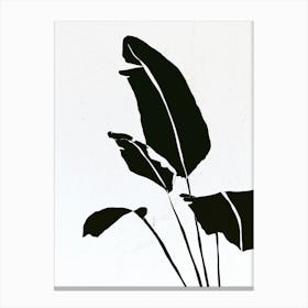 Botanical study - four Canvas Print