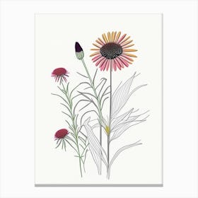Echinacea Spices And Herbs Minimal Line Drawing 1 Canvas Print
