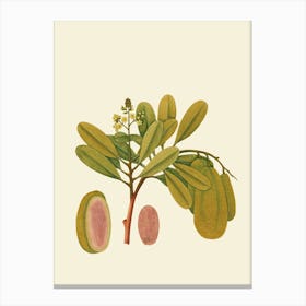 Guava 2 Canvas Print