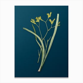 Vintage Anigozanthos Flavida Botanical Art on Teal Blue n.0709 Canvas Print