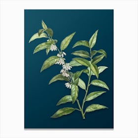 Vintage Andromeda Acuminata Bloom Botanical Art on Teal Blue n.0148 Canvas Print