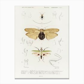 Different Types Of Insects, Charles Dessalines D' Orbigny, 1 Canvas Print