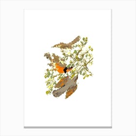 Robins On A Branch Canvas Print