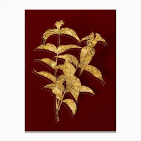 Vintage Northern Bush Honeysuckle Flowers Botanical in Gold on Red n.0355 Canvas Print