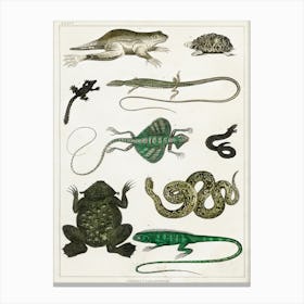 Collection Of Various Reptiles, Oliver Goldsmith 1 Canvas Print