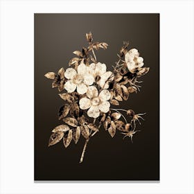 Gold Botanical White Candolle Rose on Chocolate Brown n.4140 Canvas Print