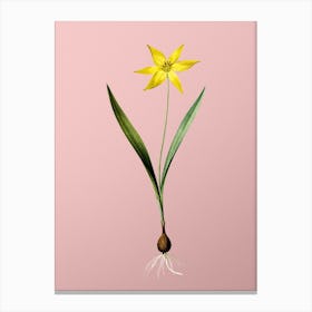Vintage Tulipa Celsiana Botanical on Soft Pink n.0159 Canvas Print