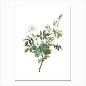 Vintage White Downy Rose Botanical Illustration on Pure White n.0312 Canvas Print