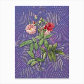 Vintage Hudson Rose Botanical Illustration on Veri Peri n.0906 Canvas Print