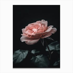 Pink Rose 68 Canvas Print