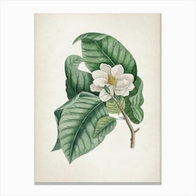 Vintage Catesby 2 Magnolia Parvus Canvas Print