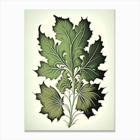 Skullcap Leaf Vintage Botanical 3 Canvas Print